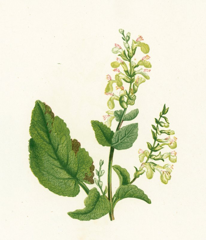 Dřevo šalvěj, Teucrium Scorodonia od English School