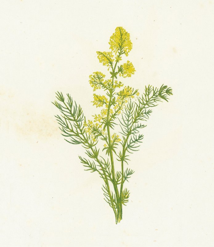 Žlutá sláma, Galium Verum od English School