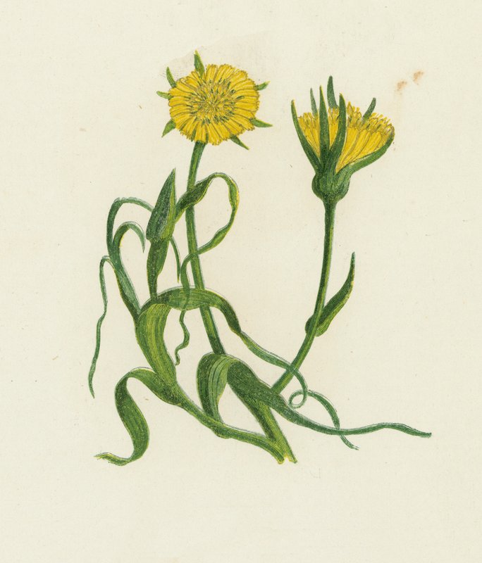 Kozí brada žlutá, Tragopogon pratensis od English School