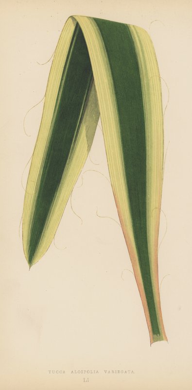 Yucca Aloifolia Variegata od English School