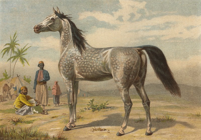 Arabisches Pferd od European School