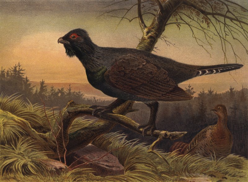 Auerhuhn od European School