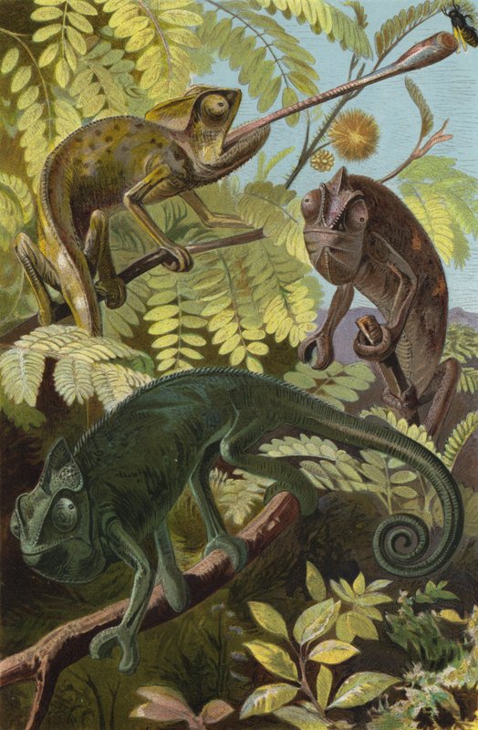 Chameleón od European School