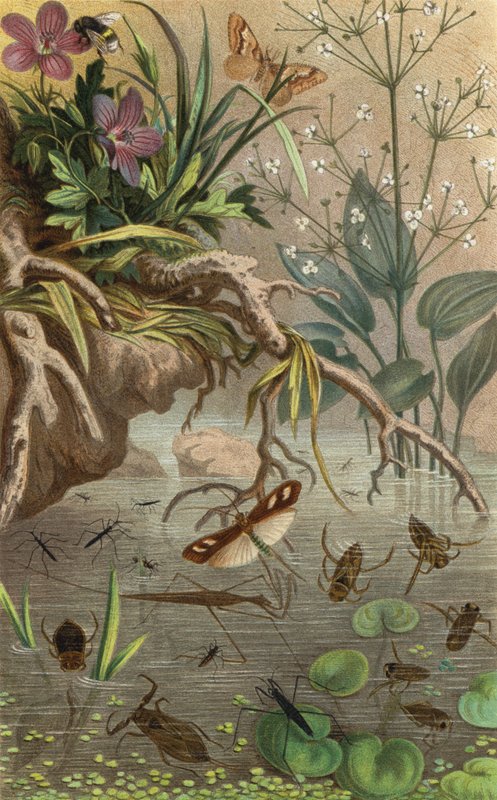 Deutsche Wasserwanzen und Wasserlaufer od European School