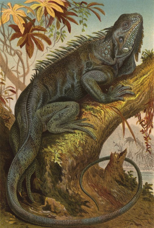 Leguan od European School