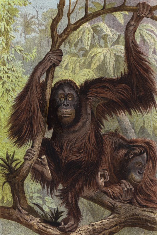 Orangutan od European School