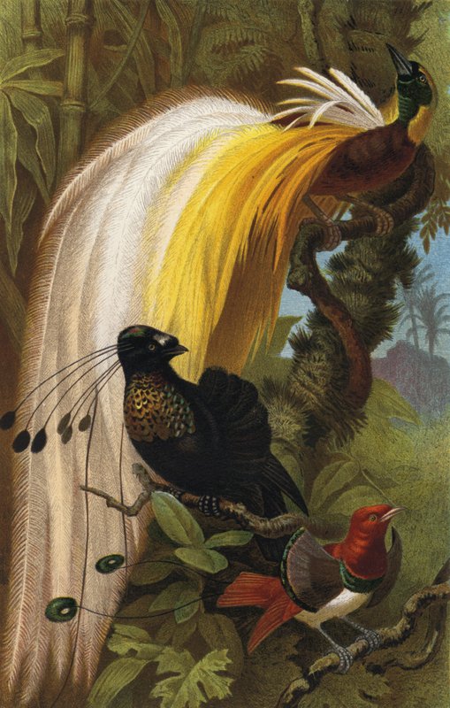 Paradiesvogel od European School