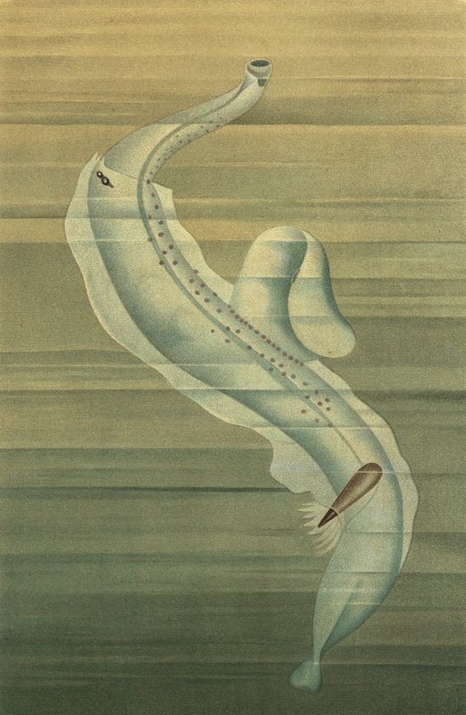 Pterotrachea od European School