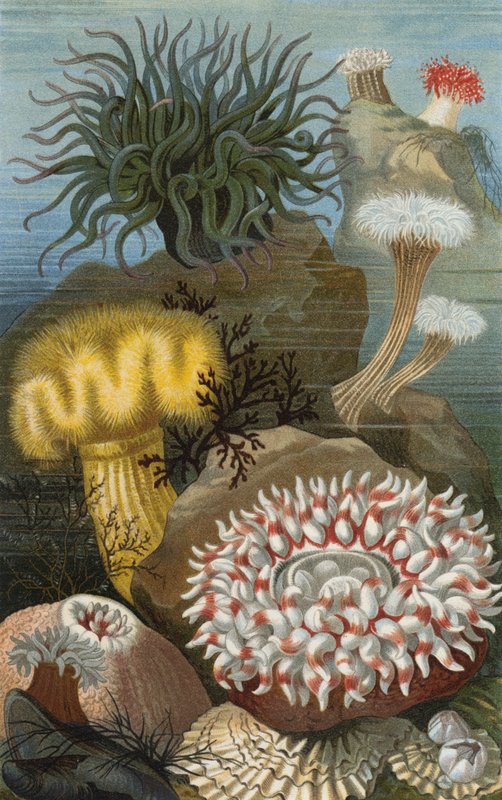 Seeanemonen od European School