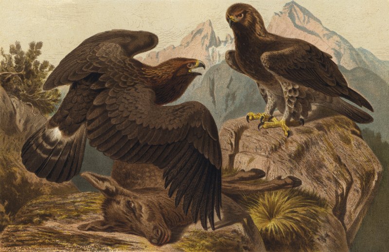 Steinadler od European School