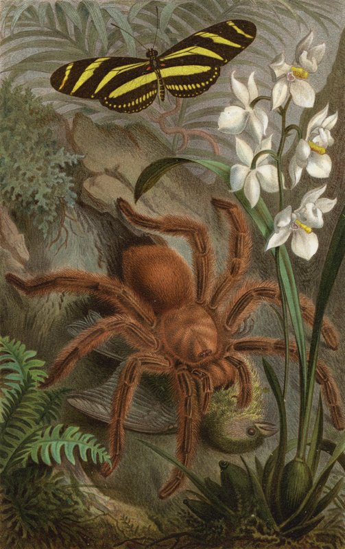 Vogelspinne od European School