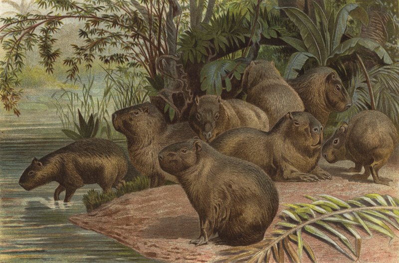 Wasserschwein od European School