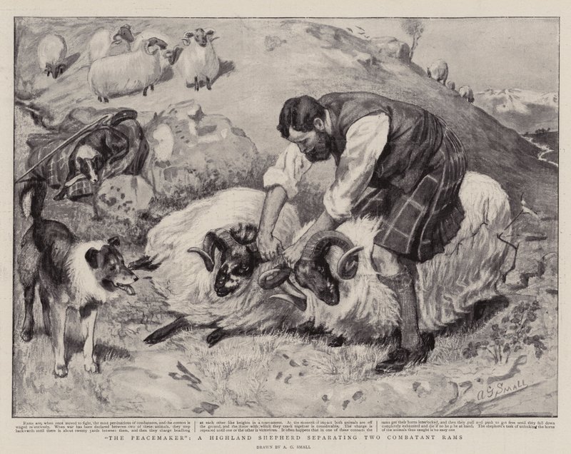 Peacemaker, Highland Shepherd oddělující dva Combatant Rams od A. G. Small