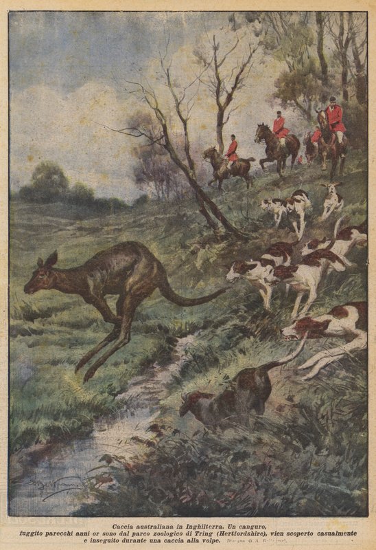 Australský lov v Anglii od Achille Beltrame