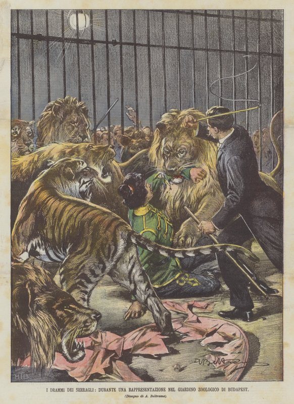 Dramata zvěřinců, Během představení V Zoo Budapešť od Achille Beltrame