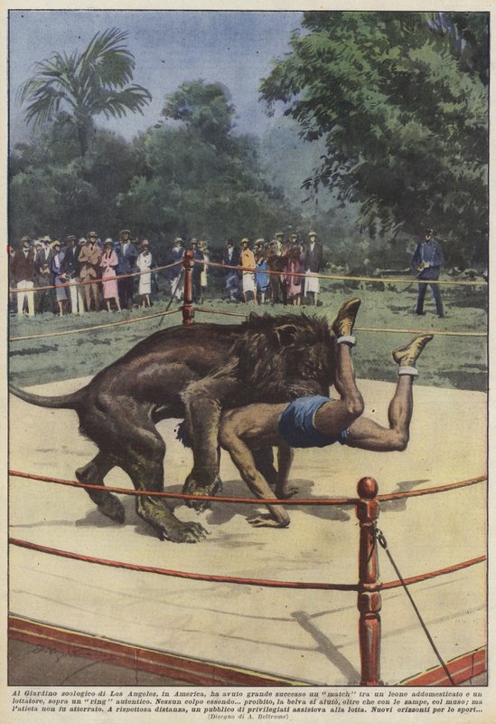 V americké zoologické zahradě v Los Angeles se odehrál zápas mezi lvem a lvem? od Achille Beltrame