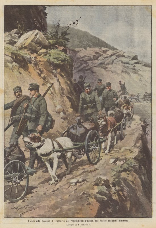 Psi do války, přepravující zásoby vody na naše přední pozice od Achille Beltrame