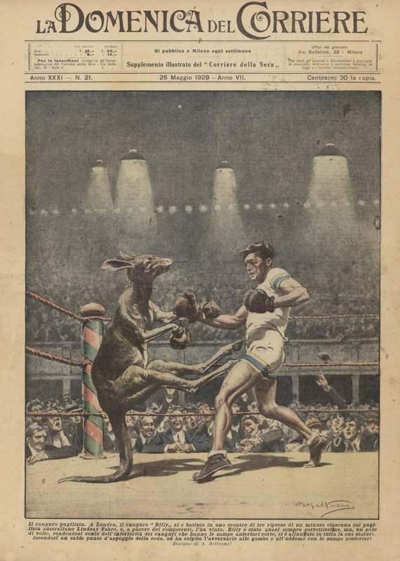 Boxerský klokan od Achille Beltrame