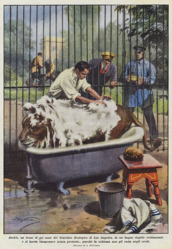 Jackie, šestiletý lev z losangeleské zoo, se koupe ve vlažné vodě? od Achille Beltrame