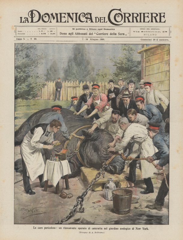 The Dangerous Cures, nosorožec operovaný šedým zákalem v newyorské zoo od Achille Beltrame