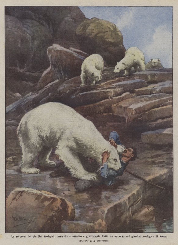 Překvapení zoologických zahrad, domovníka napadeného a vážně zraněného medvědem v? od Achille Beltrame