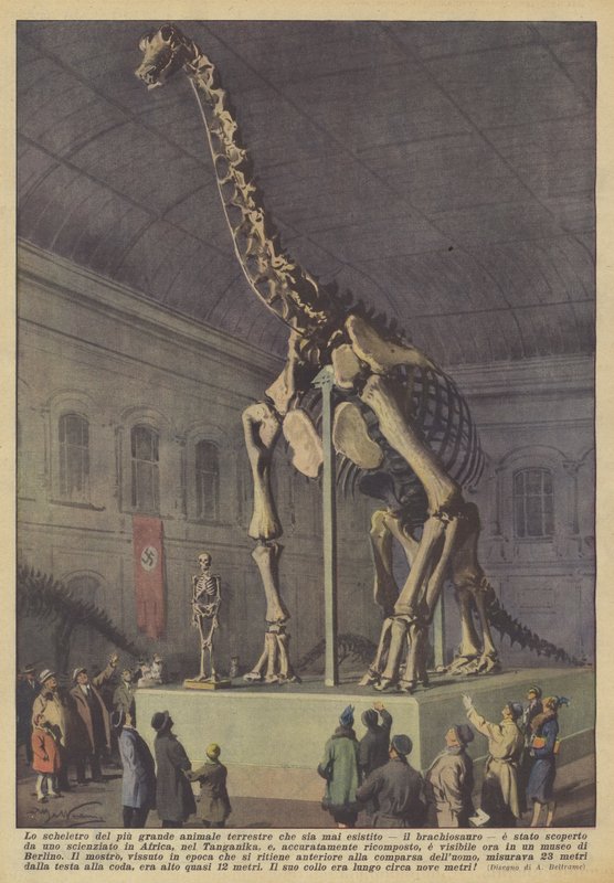 Kostra největšího suchozemského zvířete, které kdy existovalo, brachiosaura? od Achille Beltrame