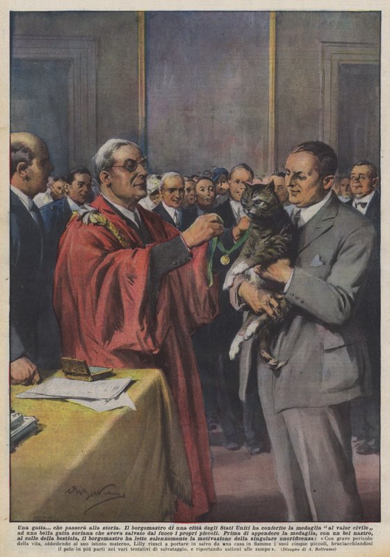 Kočka, která se zapíše do historie od Achille Beltrame
