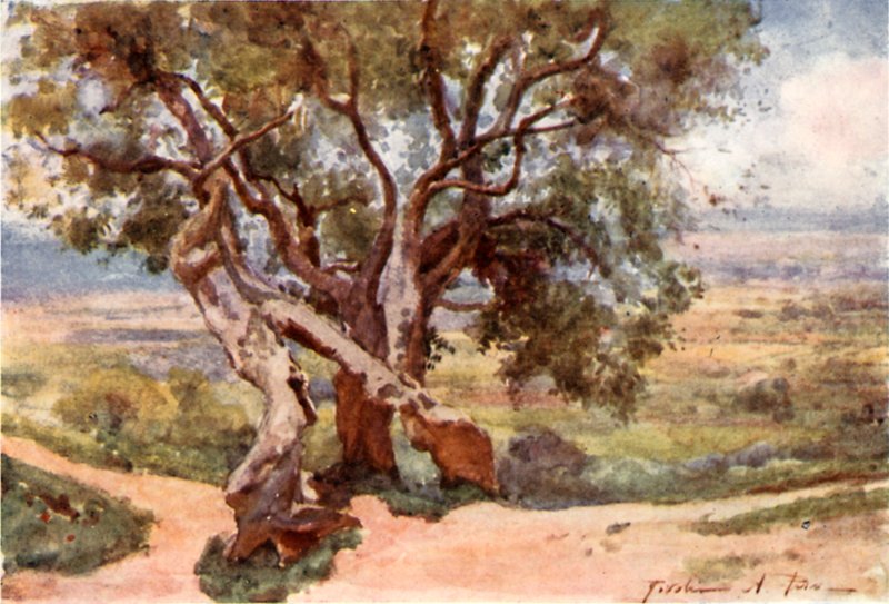 Campagna Romana, z Tivoli od Alberto Pisa