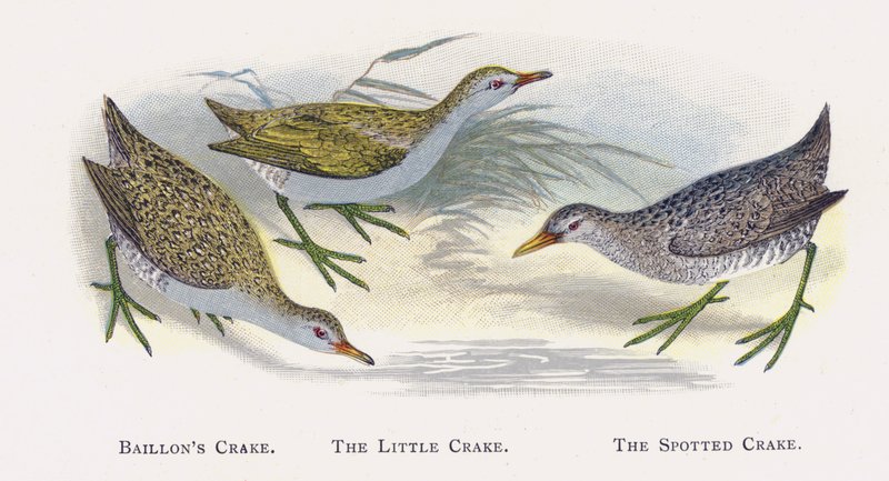 Baillons Crake, The Little Crake, The Spotted Crake od Alexander Francis Lydon