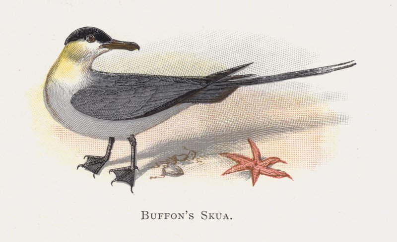 Bizoní rypouši (Buffons Skua) od Alexander Francis Lydon