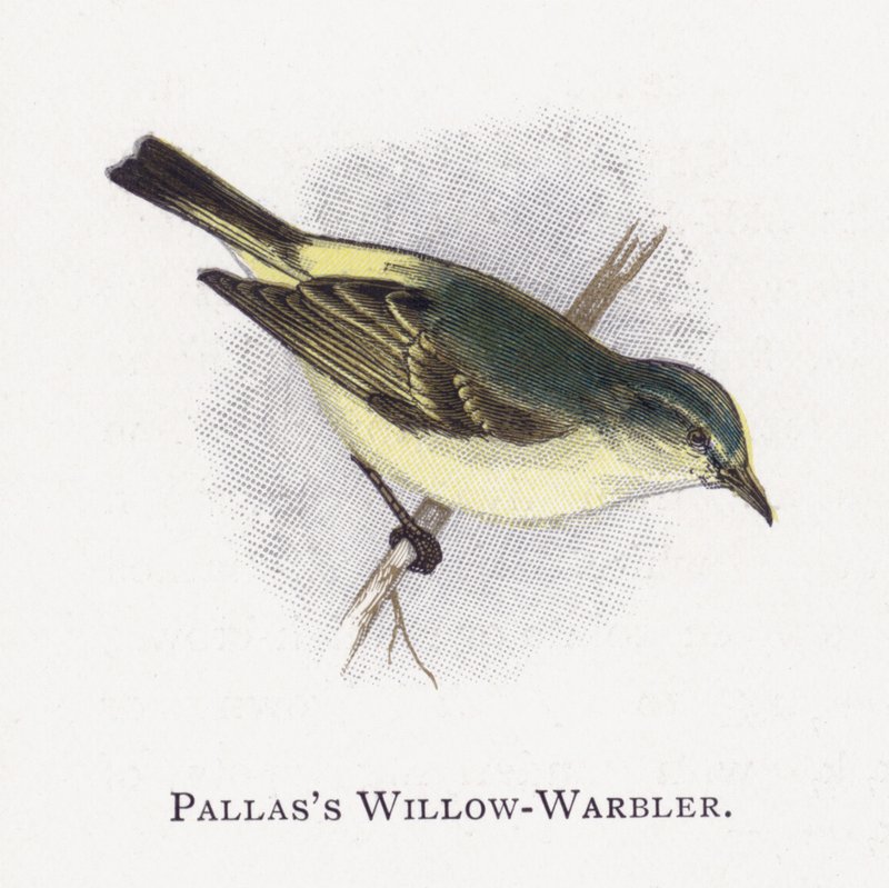 Pallass Willow-Warbler od Alexander Francis Lydon