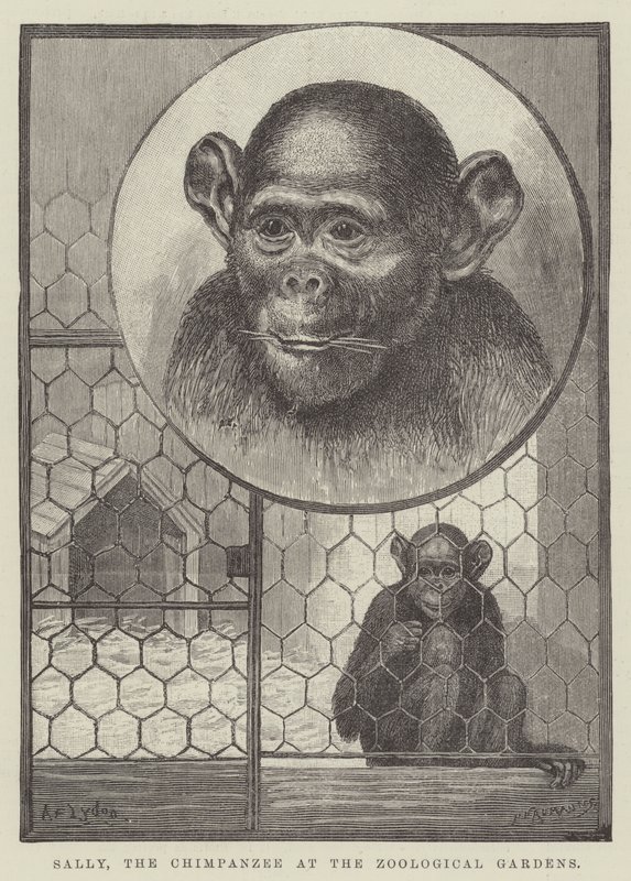 Sally, šimpanz v zoologické zahradě od Alexander Francis Lydon