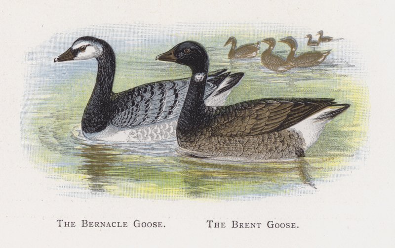The Bernacle Goose, The Brent Goose od Alexander Francis Lydon