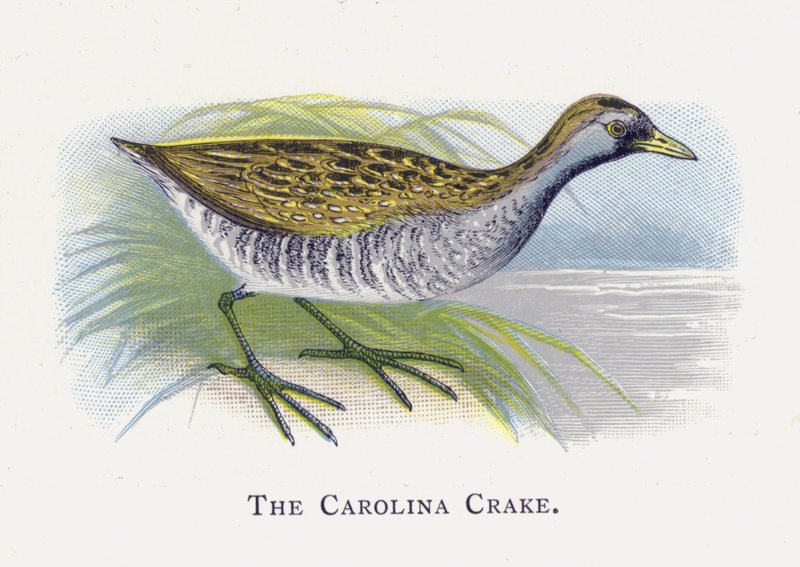 The Carolina Crake od Alexander Francis Lydon