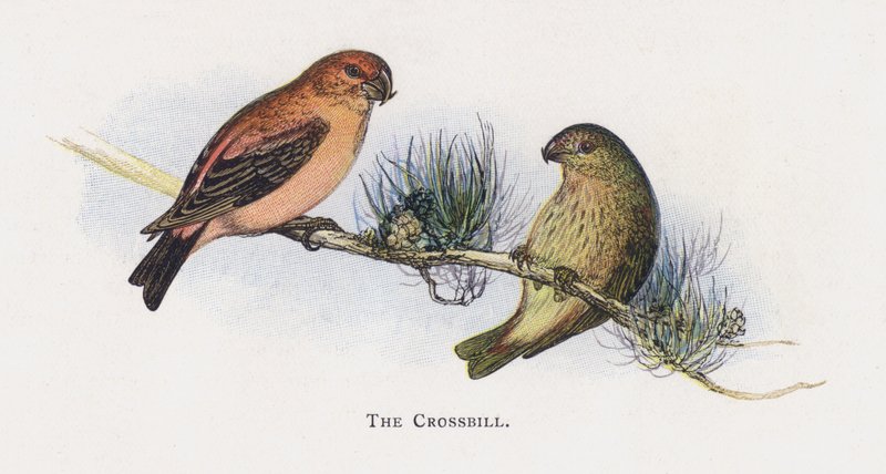 Crossbill od Alexander Francis Lydon