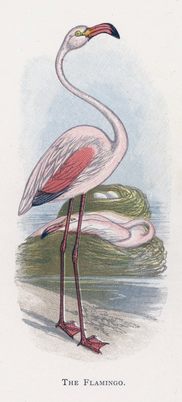 Flamingo od Alexander Francis Lydon