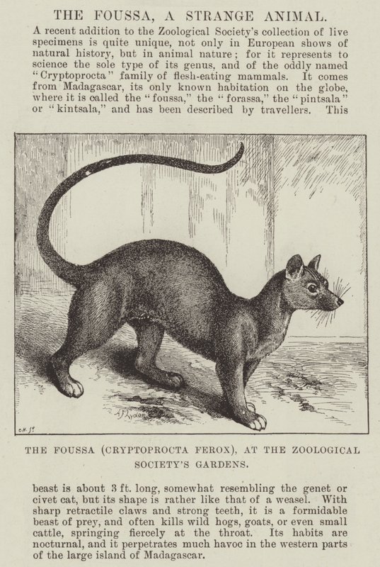 Fousek (Cryptoprocta Ferox), v zahradách Zoologické společnosti. od Alexander Francis Lydon