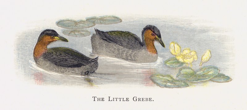 Malý grebe od Alexander Francis Lydon