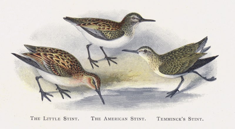 The Little Stint, The American Stint, Temmincks Stint od Alexander Francis Lydon