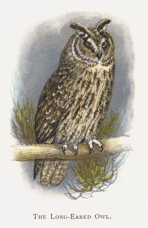 Sova ušatá od Alexander Francis Lydon