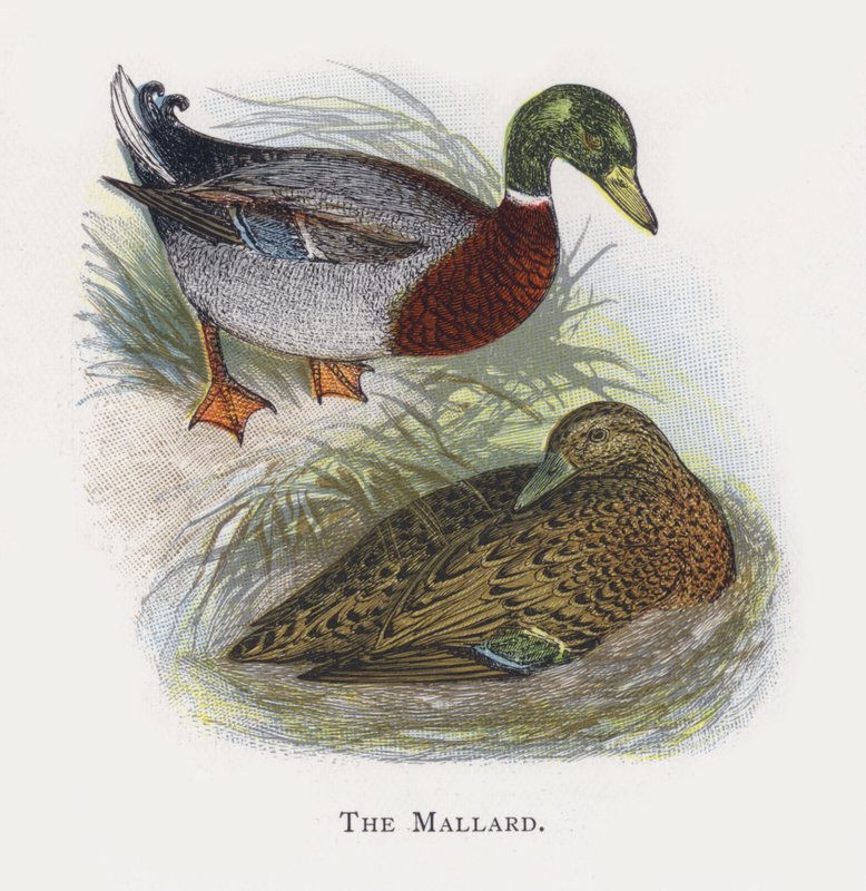 Kachna Mallard od Alexander Francis Lydon
