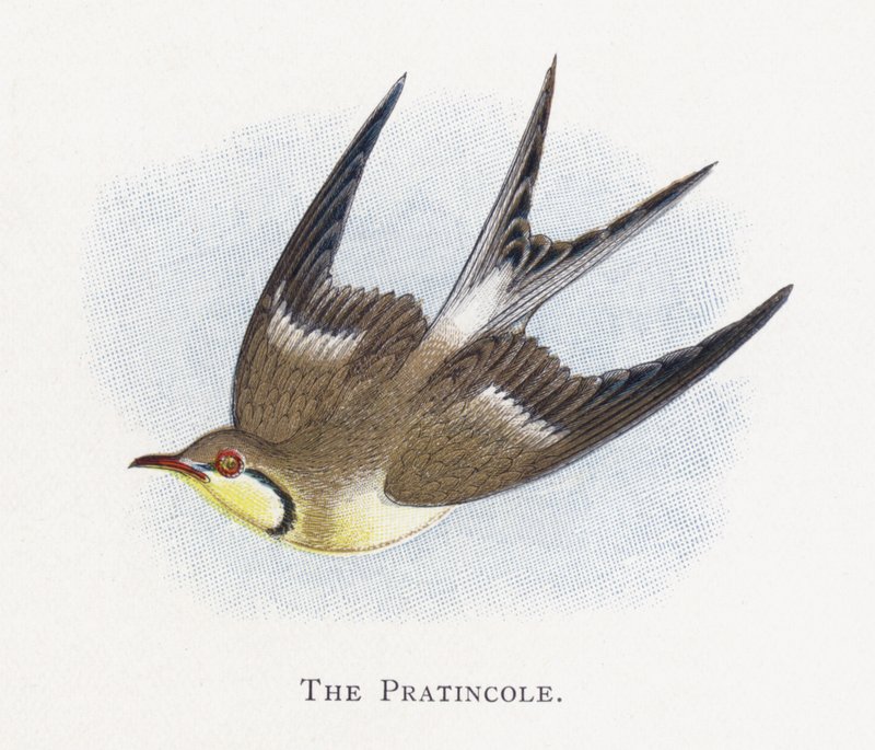 Pratincole od Alexander Francis Lydon