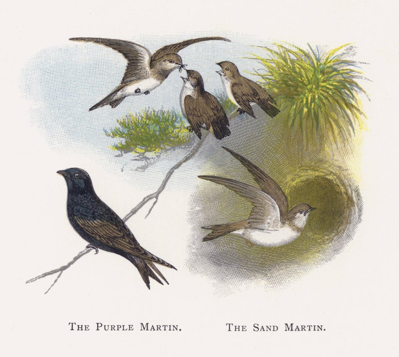 The Purple Martin, The Sand Martin od Alexander Francis Lydon
