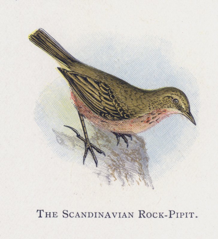 Skandinávský Rock-Pipit od Alexander Francis Lydon