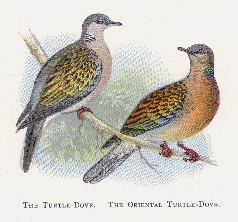Turtle-Dove, Orientální Turtle-Dove od Alexander Francis Lydon