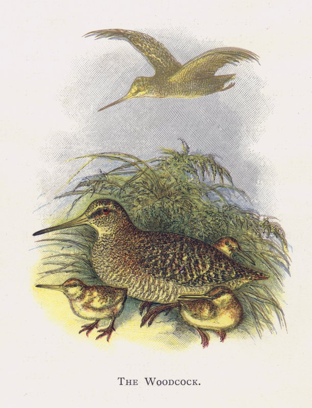 The Woodcock od Alexander Francis Lydon