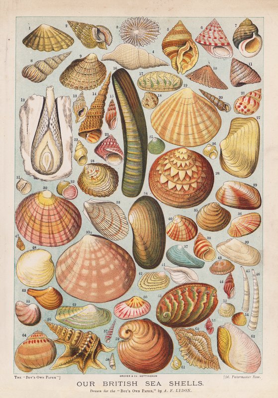 Britské mořské mušle (chromolitho) od Alexander Francis (after) Lydon