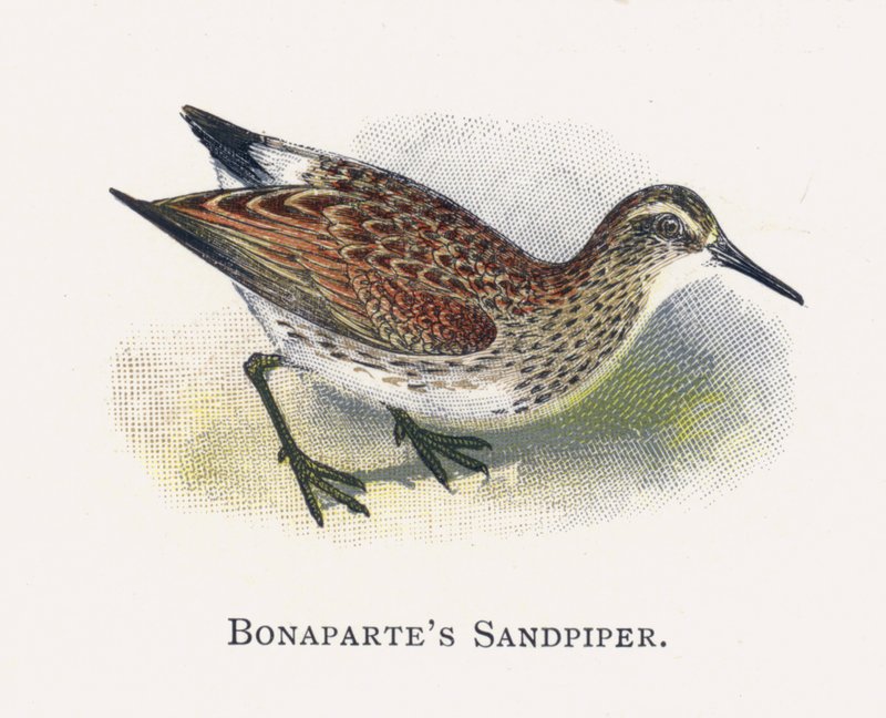 Sandpiper Bonapartes od Alexander Francis Lydon