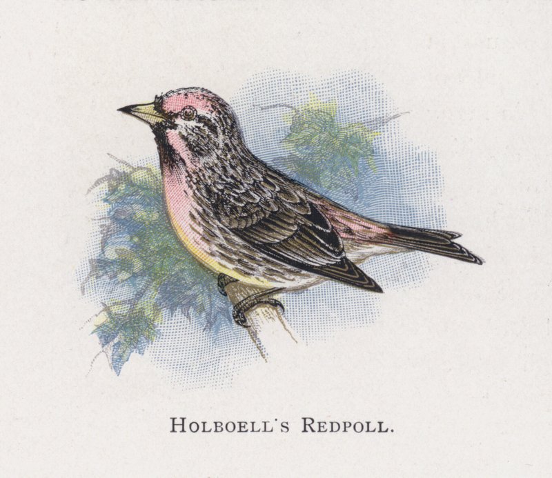 Holboells Redpoll od Alexander Francis Lydon