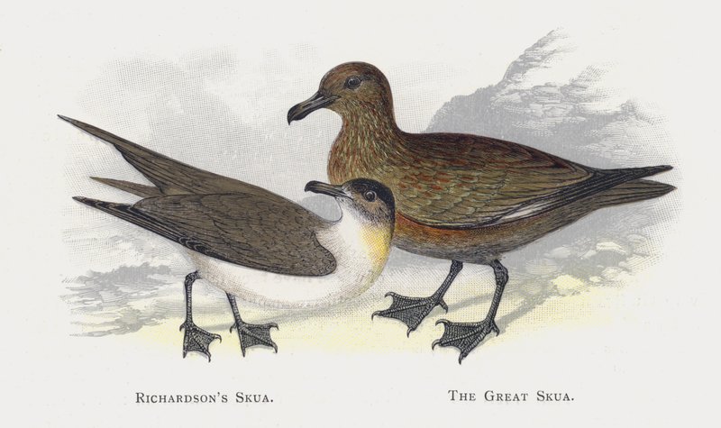 Richardsons Skua, The Great Skua od Alexander Francis Lydon